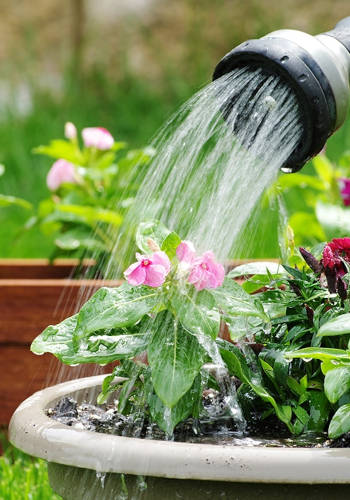 Arrosage plante home