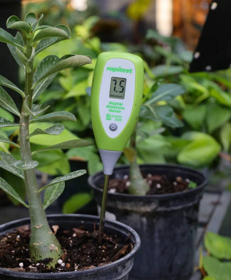 testeur plante numérique