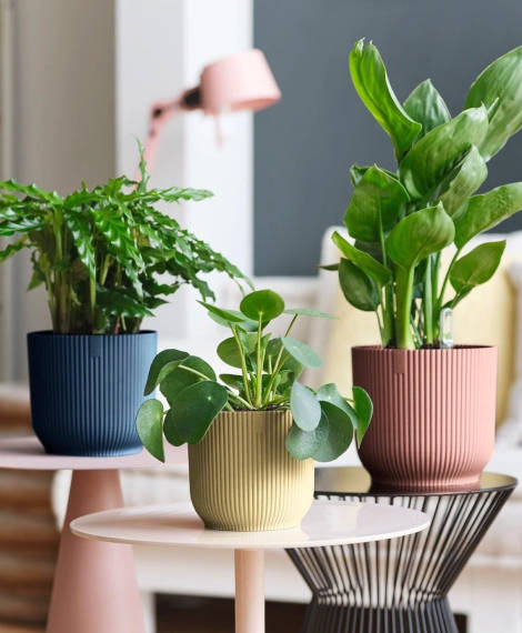 Utilisation testeur humidité pour plante