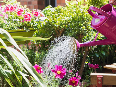 Arrosage plantes