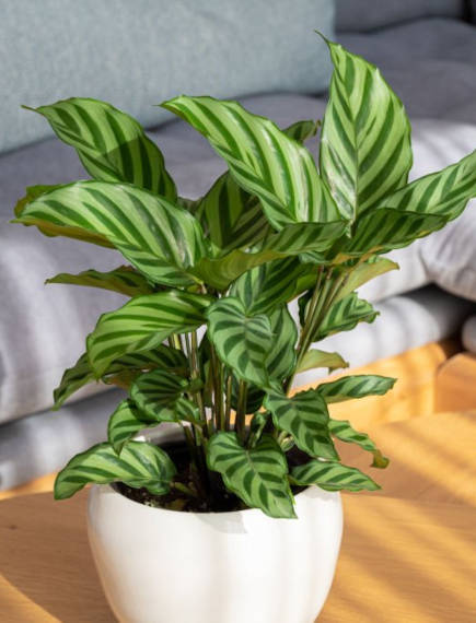 Calathea eau