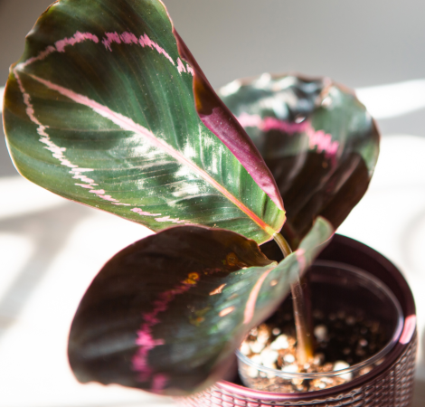 Calathea sous arrosé