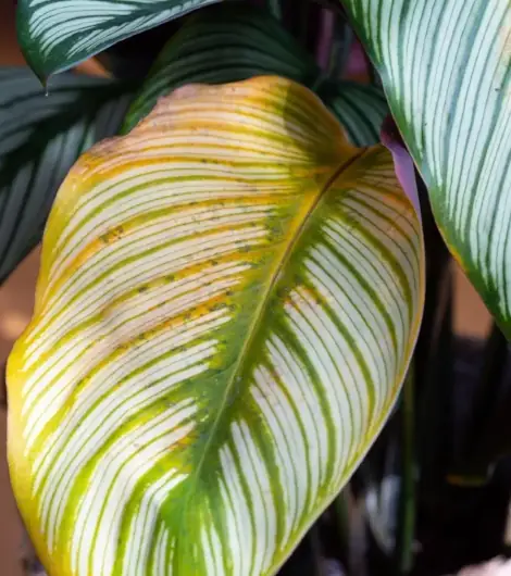 Calathea trop arrosé