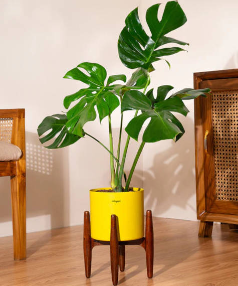 Eau monstera