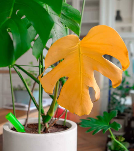Monstera feuilles jaunes