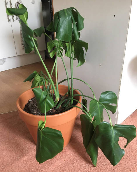 Monstera feuilles tombantes