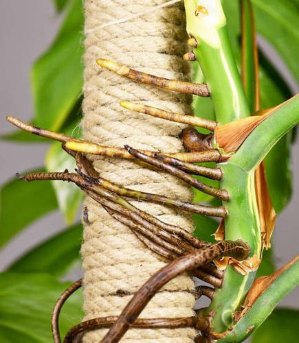 Monstera racines aériennes