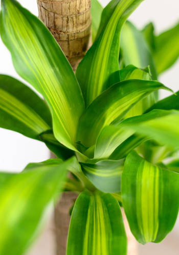 Dracaena fragrans