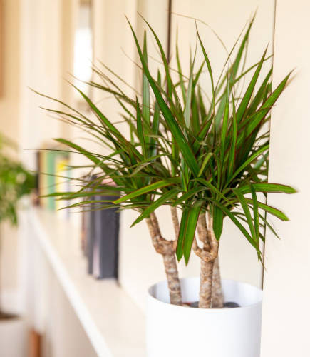 Lumière du dracaena