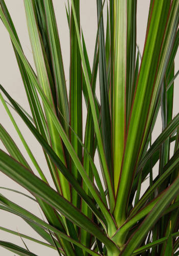 Dracaena marginata
