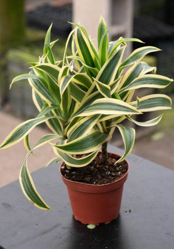 Dracaena reflexa