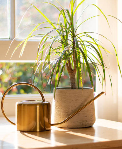 Arrosage eau Dracanea