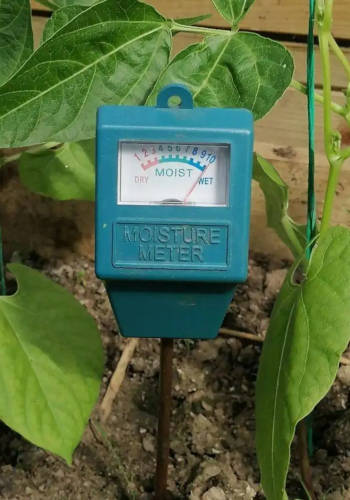 Testeur plante d'extérieur