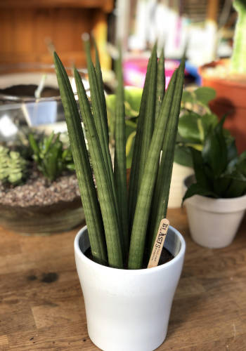 Sansevieria cylindrica