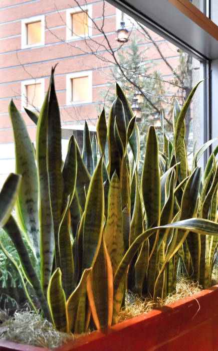 Emplacement sansevieria