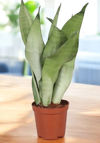 Sansevieria moonshine