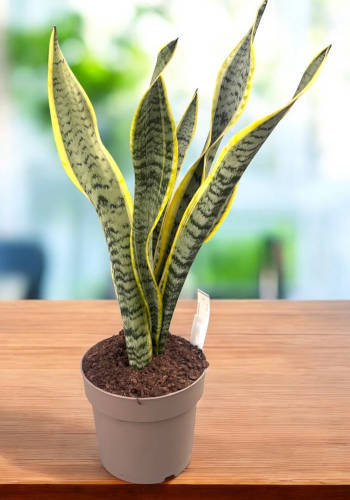 Sansevieria trifasciata