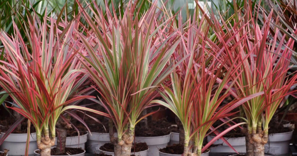 Arrosage du Dracaena