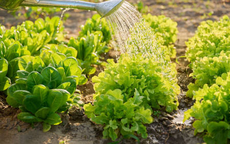 Arrosage avec de l'eau douce