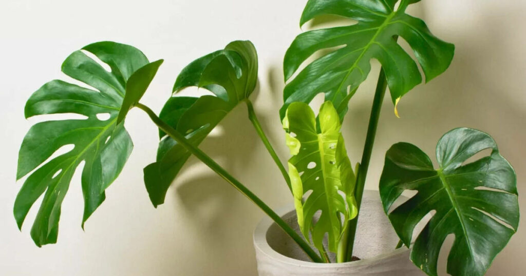 Arrosage du Monstera