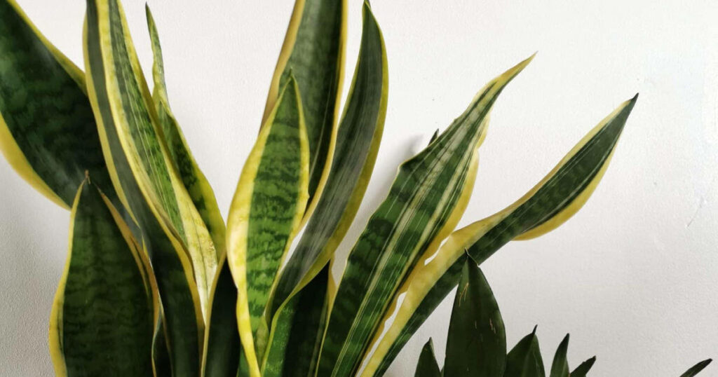 Arrosage de la Sansevieria