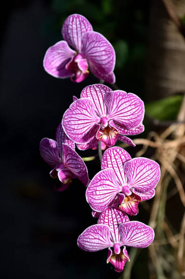 Orchidée Phalaenopsis boa