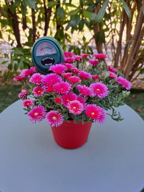 Testeur d'humidité pour plantes