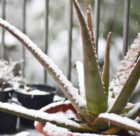 Aloe vera en hiver