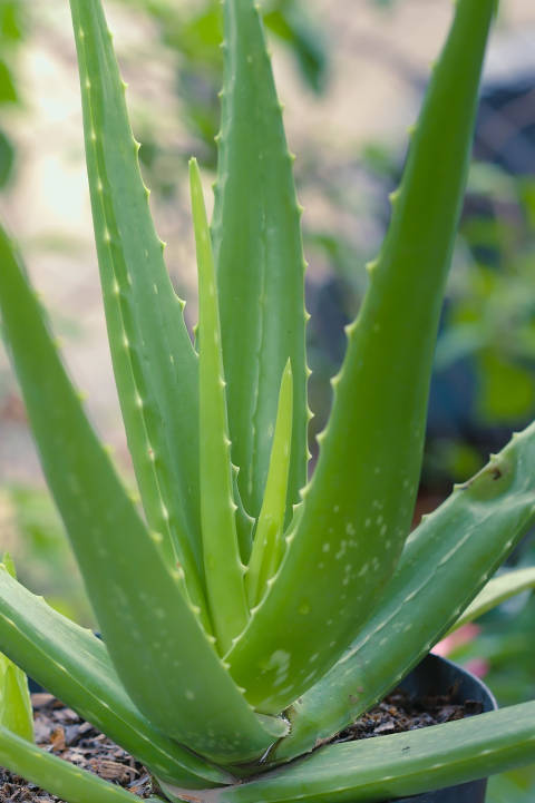Aloe vera lire les signaux