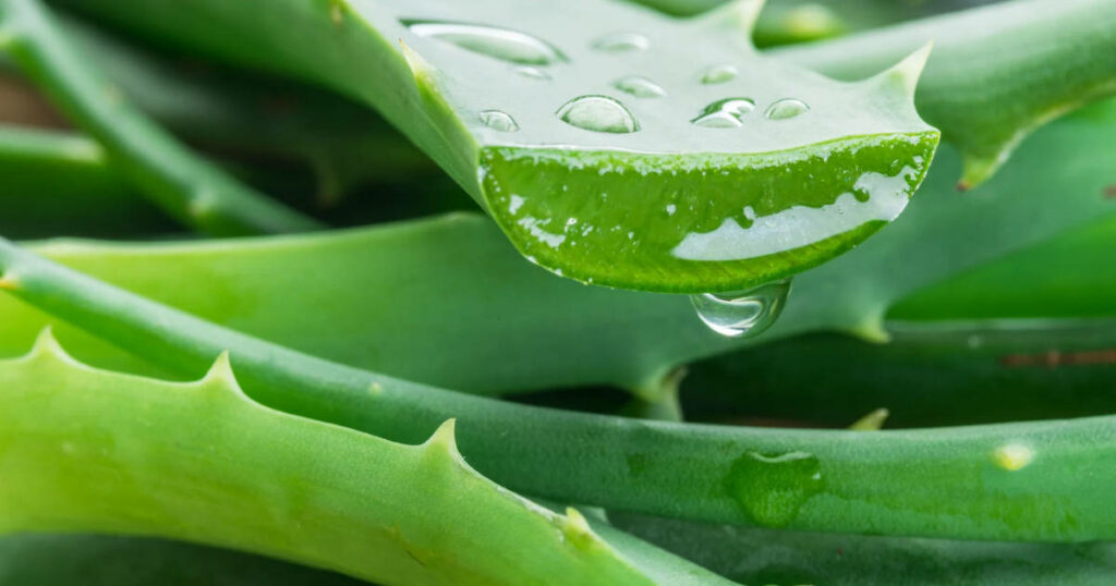 Arrosage et entretien de l'aloe vera
