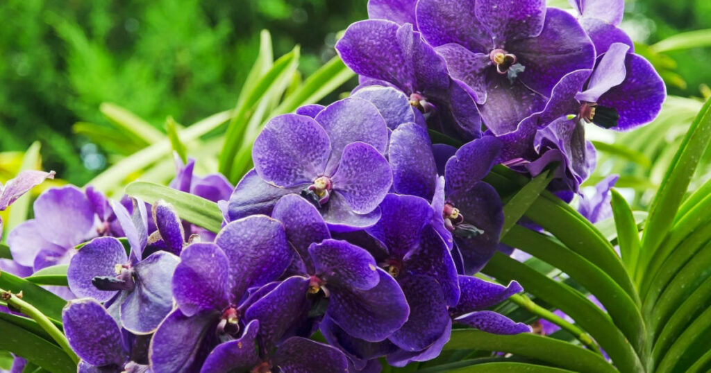 Arrosage et entretien de l'orchidée