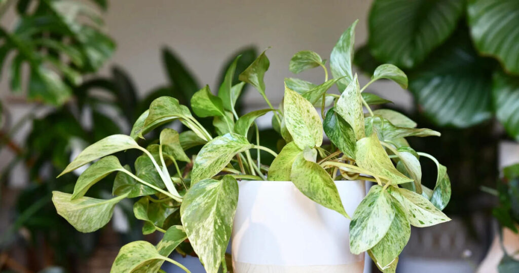 Arrosage et entretien du pothos