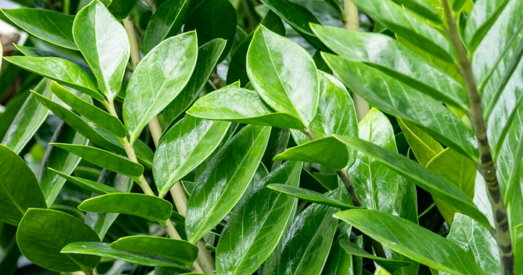 Arrosage du zamioculcas