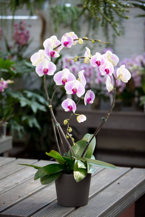 Orchidée trop arrosée : les signes à repérer