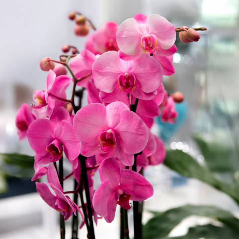 Orchidée sous-arrosée : les signes à ne pas ignorer