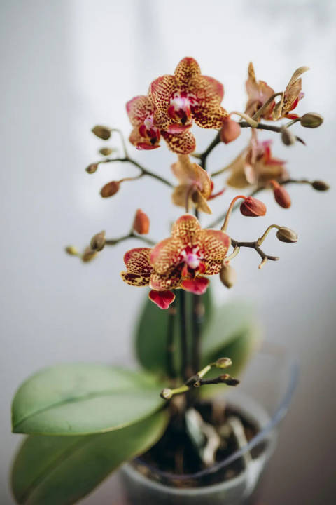 Orchidée en pot