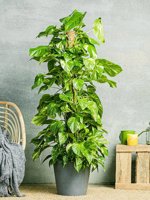 Pothos, reconnaître les problèmes d'arrosage