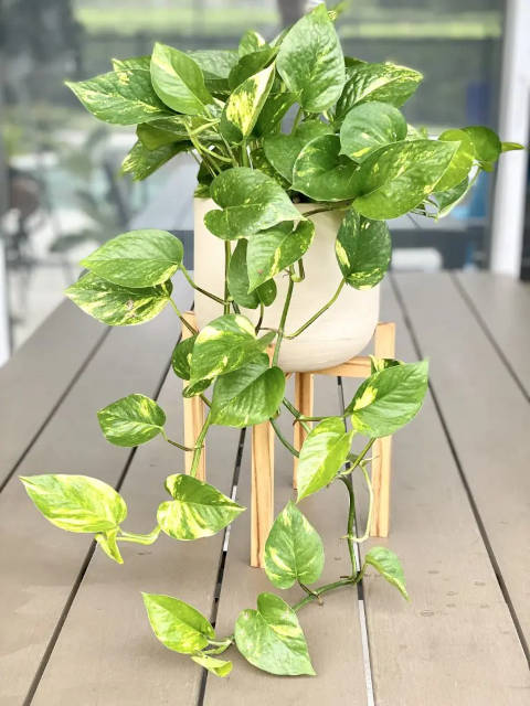Savoir quand arroser un pothos