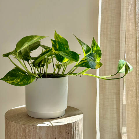 Pothos, reconnaître les problèmes d'arrosage