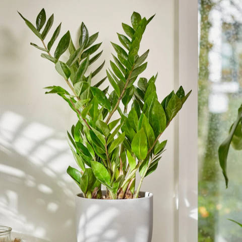 Comment savoir quand arroser votre zamioculcas