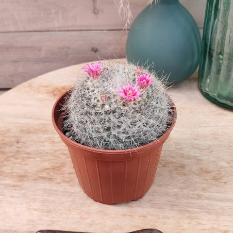 Testeur d'humidité pour cactus