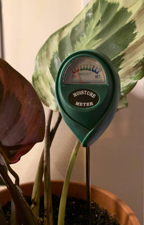 Testeur d'humidité pour pothos