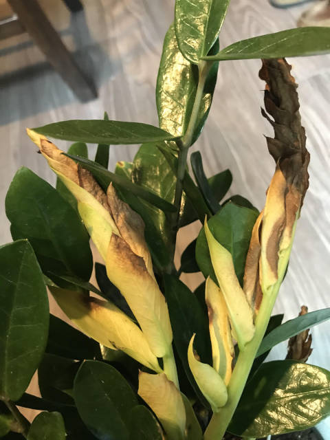 Zamioculcas en manque d'eau