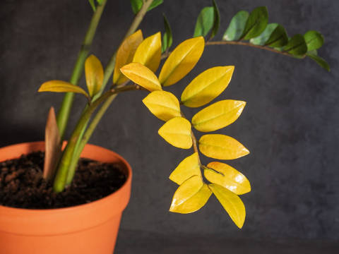 zamioculcas trop arrosé