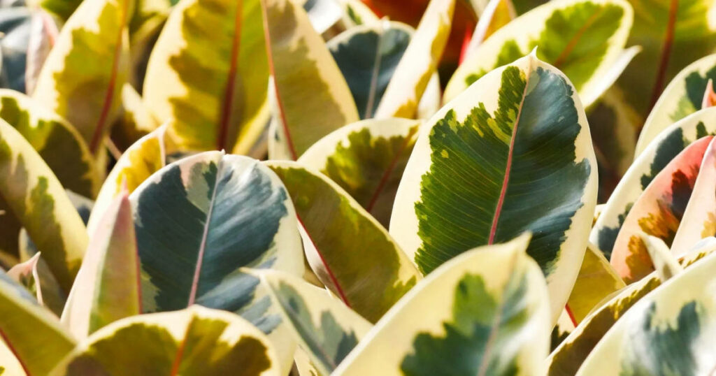 Arrosage du ficus elastica
