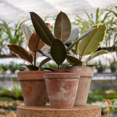 Ficus elastica en pot