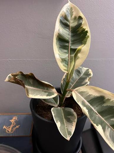 Ficus elastica en manque d'eau