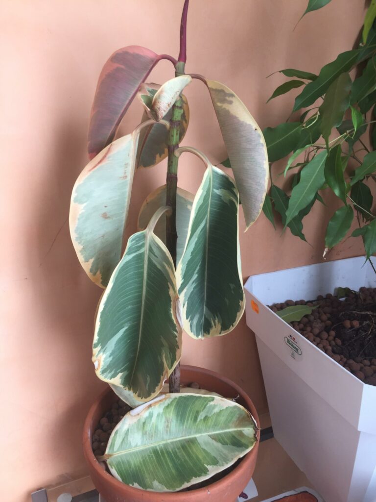 Ficus elastica trop arrosé