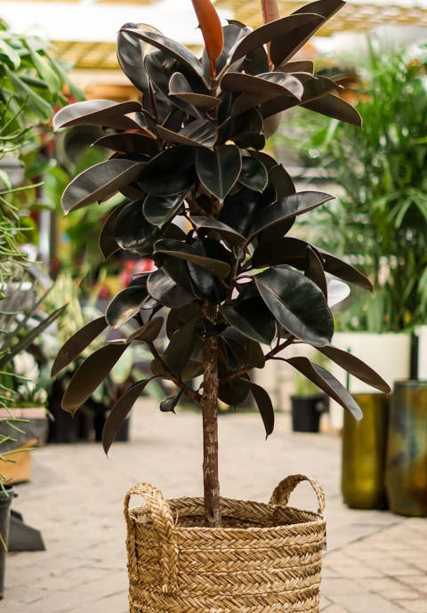 Quand arroser un ficus elastica