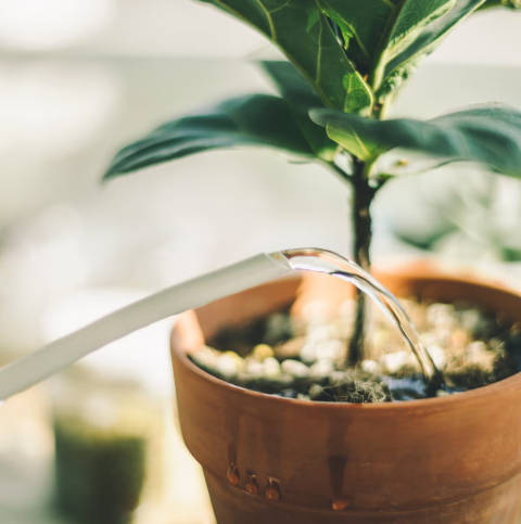 Reconnaître une plante trop arrosée